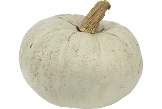 Pompoen Blue Hongarian 1 tot 3 kilo kist 1 stuk